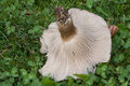 Hygrophorus camarophyllus